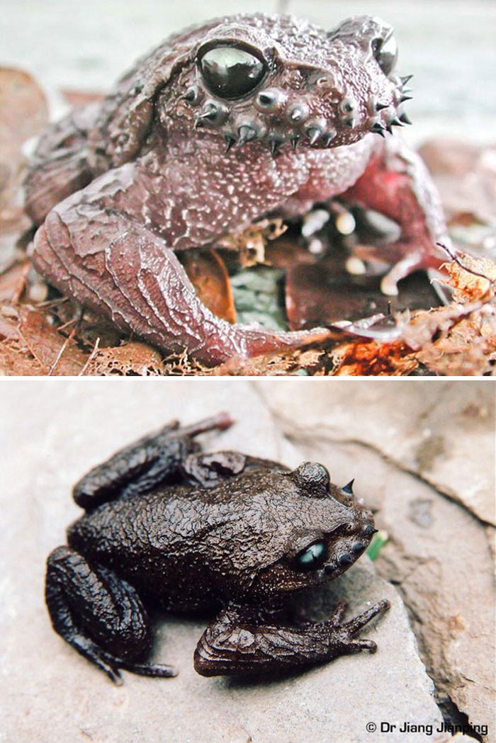 27 Of The Most Metal Animals Ever 27 Of The Most Metal Animals Ever