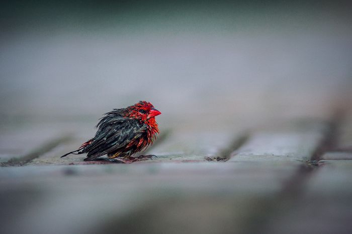 27 Of The Most Metal Animals Ever 27 Of The Most Metal Animals Ever