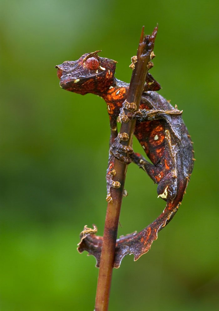 27 Of The Most Metal Animals Ever 27 Of The Most Metal Animals Ever