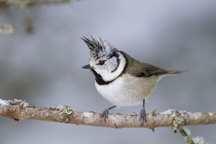 27 Of The Most Metal Animals Ever 27 Of The Most Metal Animals Ever