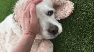 Dog Spends 20 Years Living With His Owner, She Dumps Him At Shelter For Being Too Old Dog Spends 20 Years Living With His Owner, She Dumps Him At Shelter For Being Too Old