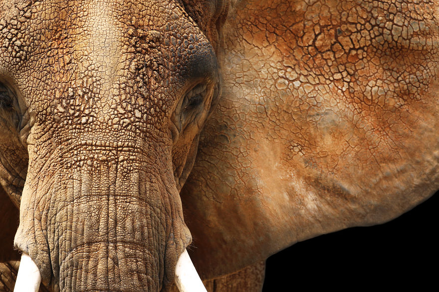 Through The Lens Of An Alabama Wildlife Photographer