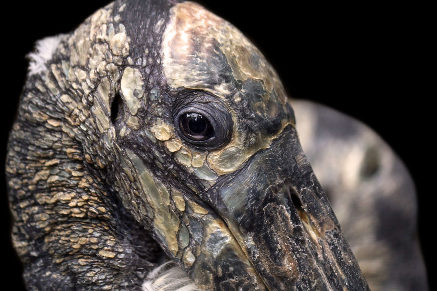 Through The Lens Of An Alabama Wildlife Photographer