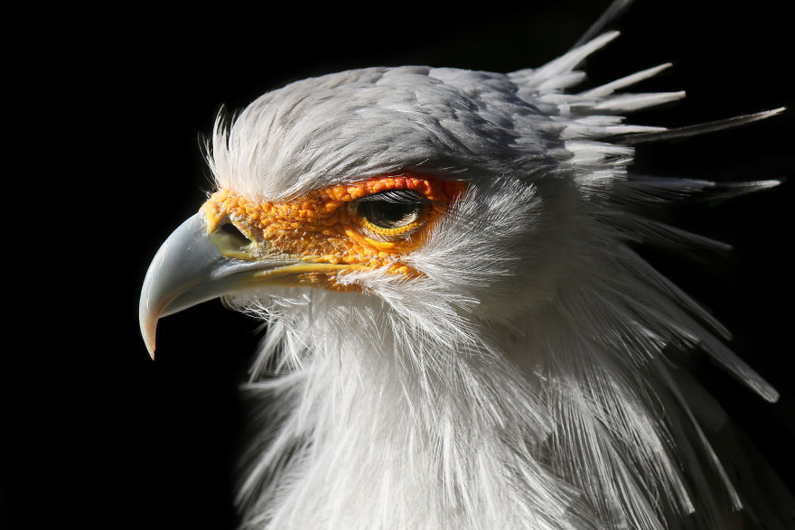 Through The Lens Of An Alabama Wildlife Photographer