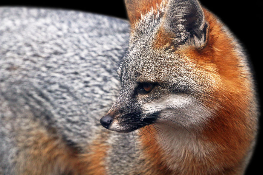 Through The Lens Of An Alabama Wildlife Photographer