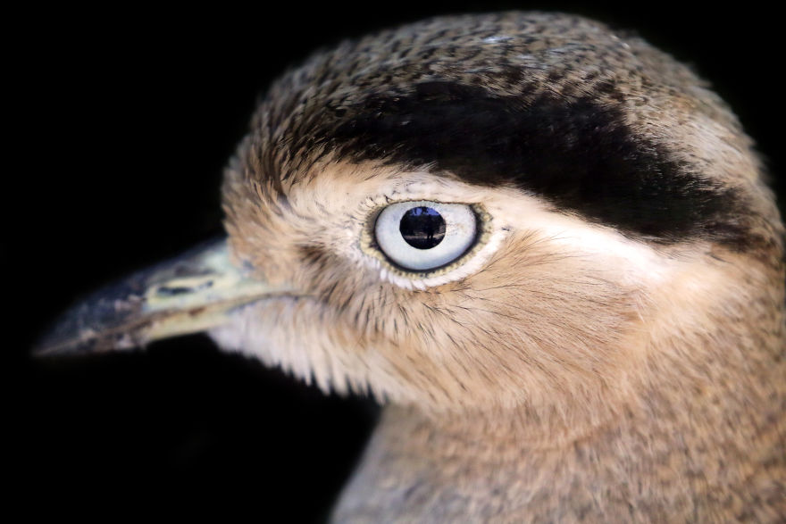 Through The Lens Of An Alabama Wildlife Photographer