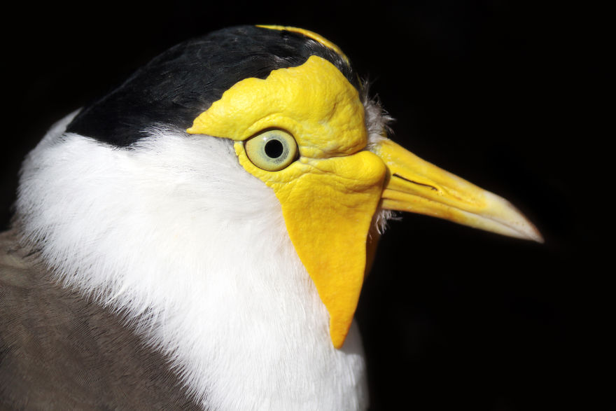 Through The Lens Of An Alabama Wildlife Photographer