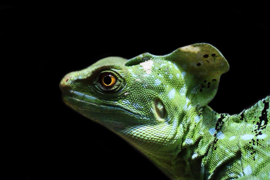 Through The Lens Of An Alabama Wildlife Photographer