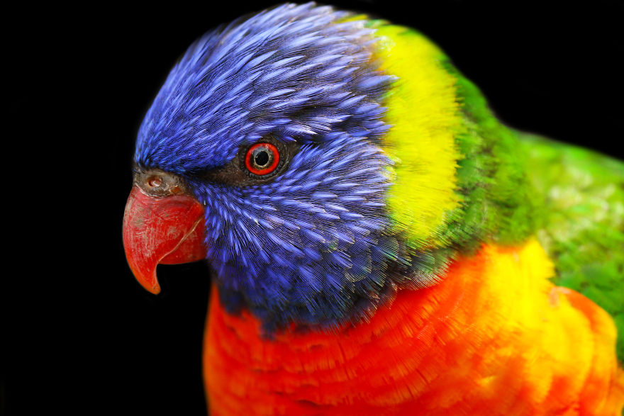 Through The Lens Of An Alabama Wildlife Photographer