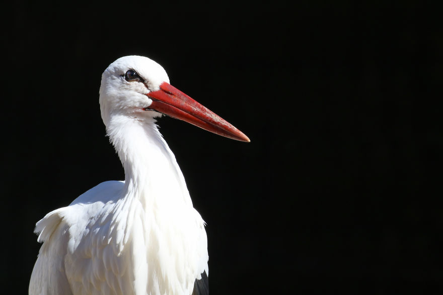 Through The Lens Of An Alabama Wildlife Photographer