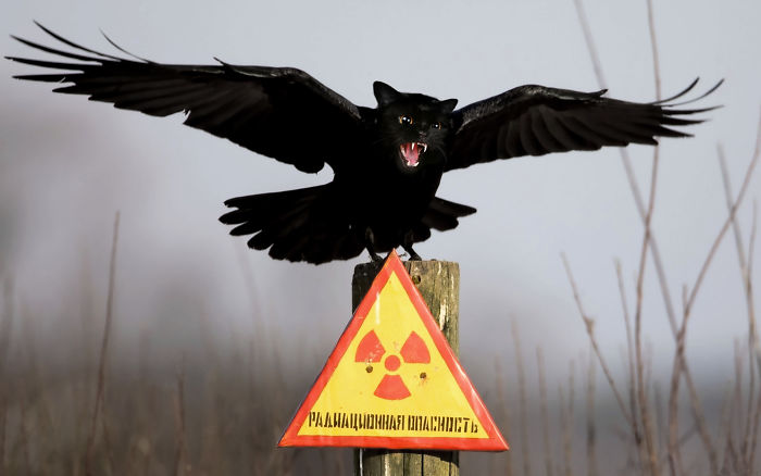 68 Unusual Cat And Bird Hybrids Bred In Photoshop (Add Yours) 68 Unusual Cat And Bird Hybrids Bred In Photoshop (Add Yours)