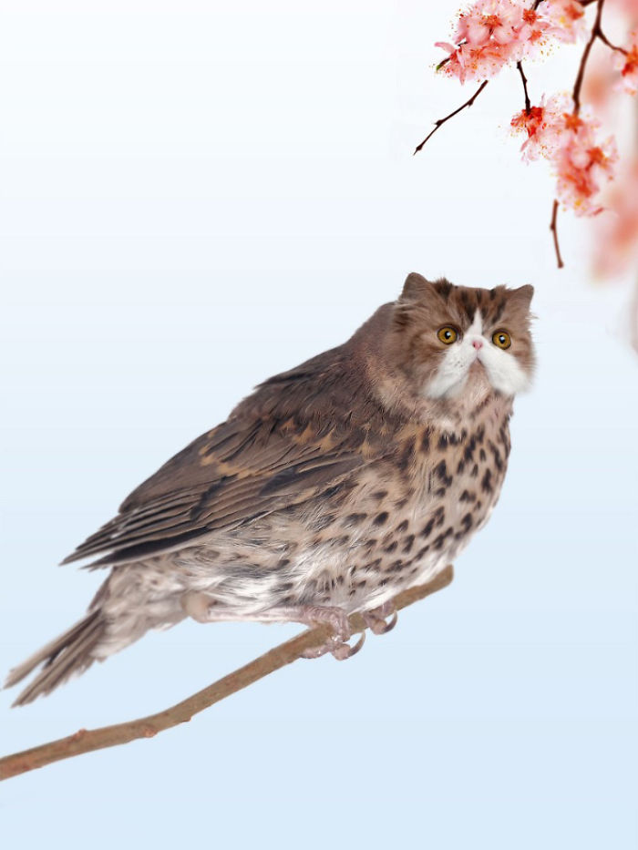 68 Unusual Cat And Bird Hybrids Bred In Photoshop (Add Yours) 68 Unusual Cat And Bird Hybrids Bred In Photoshop (Add Yours)