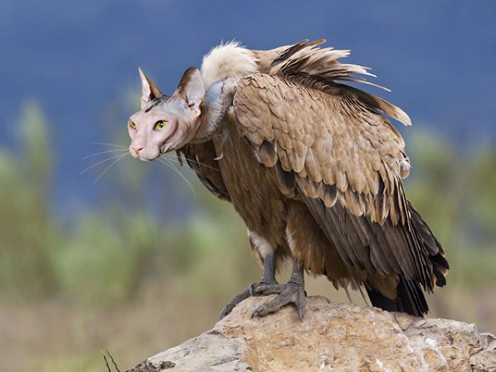 68 Unusual Cat And Bird Hybrids Bred In Photoshop (Add Yours) 68 Unusual Cat And Bird Hybrids Bred In Photoshop (Add Yours)