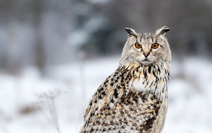 68 Unusual Cat And Bird Hybrids Bred In Photoshop (Add Yours) 68 Unusual Cat And Bird Hybrids Bred In Photoshop (Add Yours)