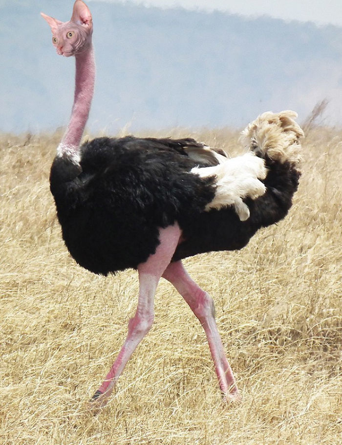 68 Unusual Cat And Bird Hybrids Bred In Photoshop (Add Yours) 68 Unusual Cat And Bird Hybrids Bred In Photoshop (Add Yours)