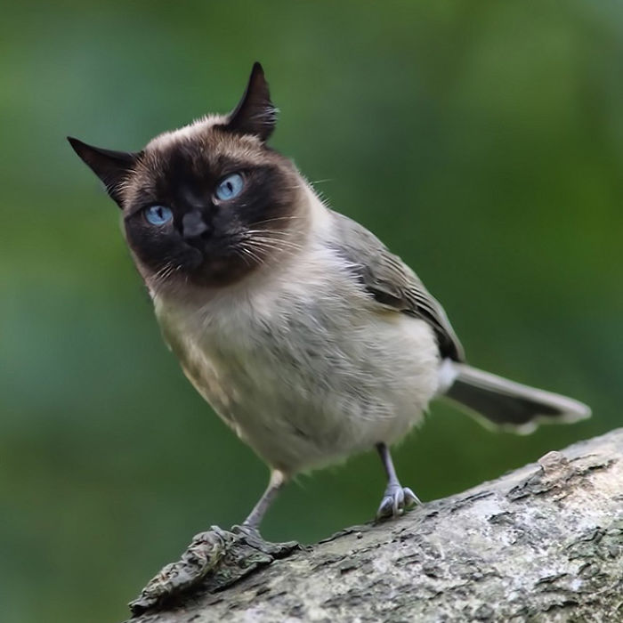 68 Unusual Cat And Bird Hybrids Bred In Photoshop (Add Yours) 68 Unusual Cat And Bird Hybrids Bred In Photoshop (Add Yours)