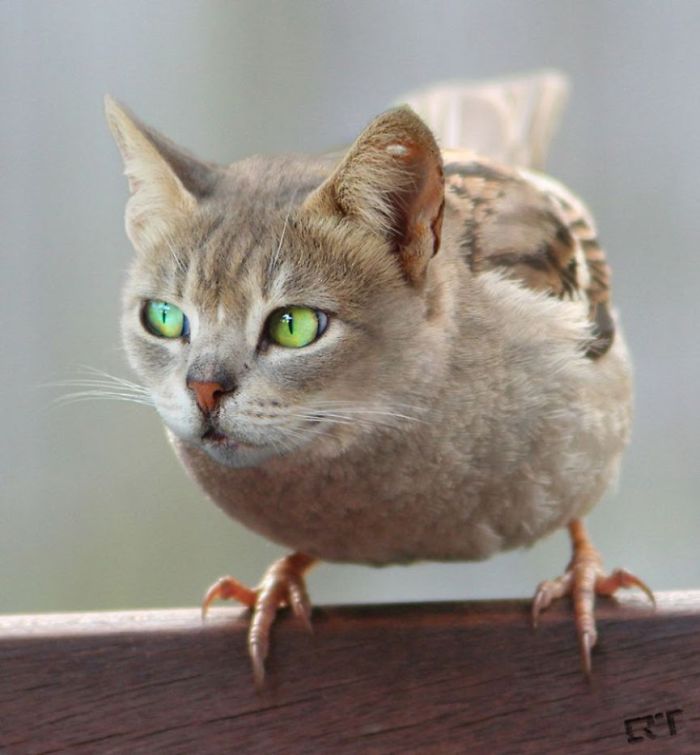 68 Unusual Cat And Bird Hybrids Bred In Photoshop (Add Yours) 68 Unusual Cat And Bird Hybrids Bred In Photoshop (Add Yours)