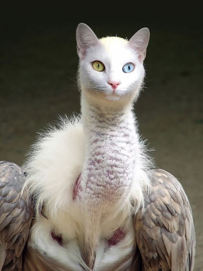 68 Unusual Cat And Bird Hybrids Bred In Photoshop (Add Yours) 68 Unusual Cat And Bird Hybrids Bred In Photoshop (Add Yours)