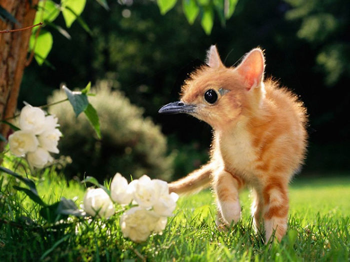 68 Unusual Cat And Bird Hybrids Bred In Photoshop (Add Yours) 68 Unusual Cat And Bird Hybrids Bred In Photoshop (Add Yours)