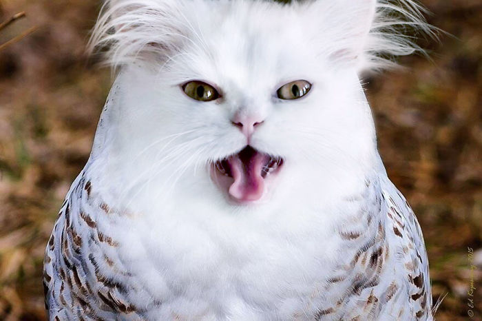 68 Unusual Cat And Bird Hybrids Bred In Photoshop (Add Yours) 68 Unusual Cat And Bird Hybrids Bred In Photoshop (Add Yours)