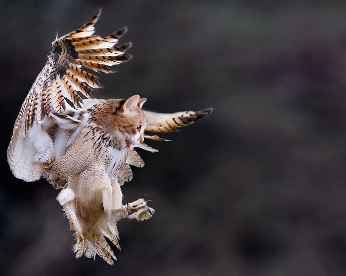 68 Unusual Cat And Bird Hybrids Bred In Photoshop (Add Yours) 68 Unusual Cat And Bird Hybrids Bred In Photoshop (Add Yours)