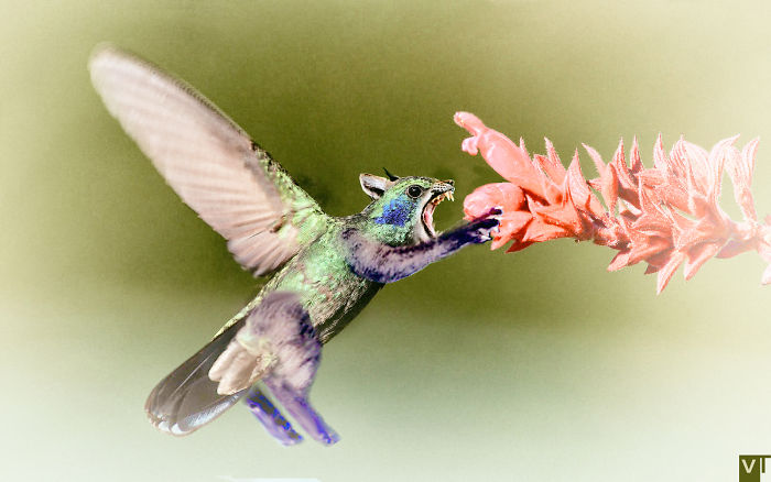 68 Unusual Cat And Bird Hybrids Bred In Photoshop (Add Yours) 68 Unusual Cat And Bird Hybrids Bred In Photoshop (Add Yours)