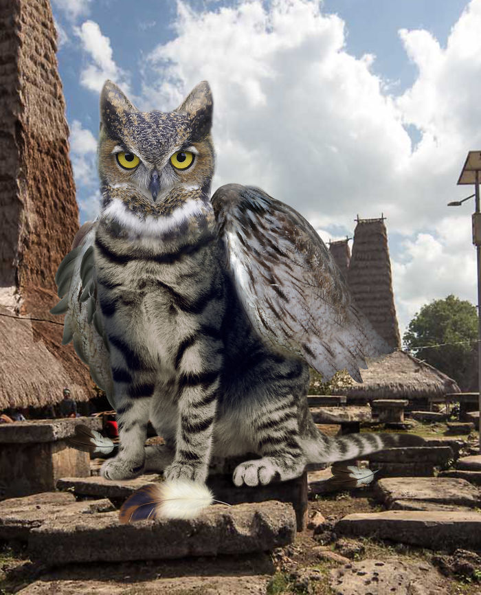 68 Unusual Cat And Bird Hybrids Bred In Photoshop (Add Yours) 68 Unusual Cat And Bird Hybrids Bred In Photoshop (Add Yours)