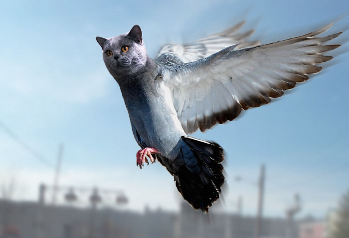 68 Unusual Cat And Bird Hybrids Bred In Photoshop (Add Yours) 68 Unusual Cat And Bird Hybrids Bred In Photoshop (Add Yours)