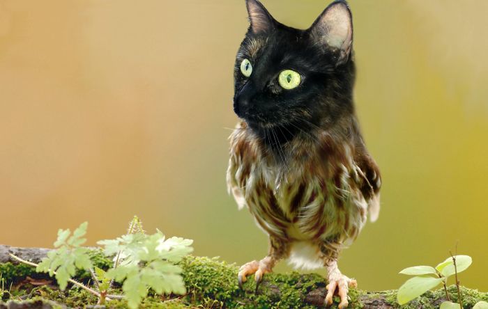 68 Unusual Cat And Bird Hybrids Bred In Photoshop (Add Yours) 68 Unusual Cat And Bird Hybrids Bred In Photoshop (Add Yours)
