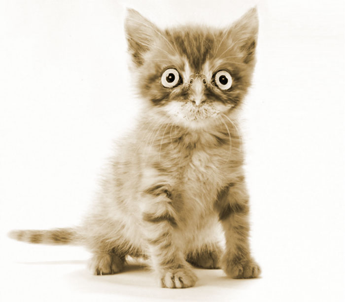 68 Unusual Cat And Bird Hybrids Bred In Photoshop (Add Yours) 68 Unusual Cat And Bird Hybrids Bred In Photoshop (Add Yours)