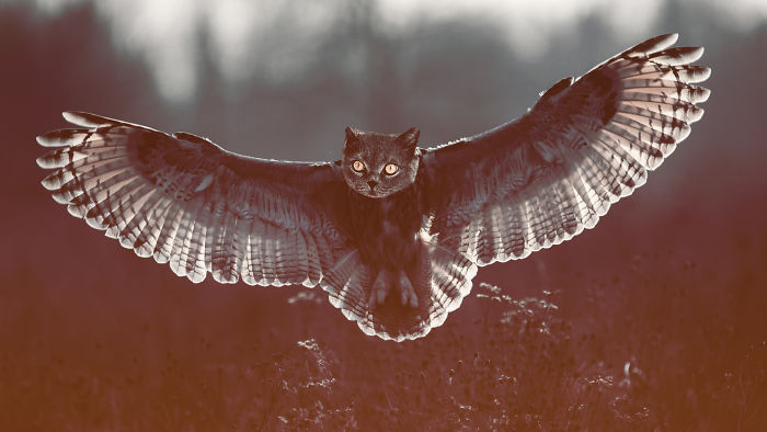 68 Unusual Cat And Bird Hybrids Bred In Photoshop (Add Yours) 68 Unusual Cat And Bird Hybrids Bred In Photoshop (Add Yours)