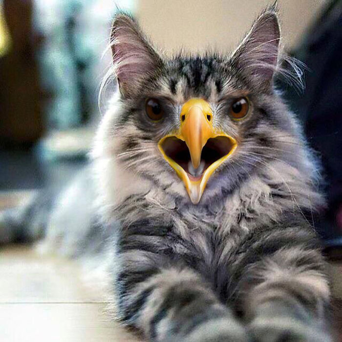 68 Unusual Cat And Bird Hybrids Bred In Photoshop (Add Yours) 68 Unusual Cat And Bird Hybrids Bred In Photoshop (Add Yours)