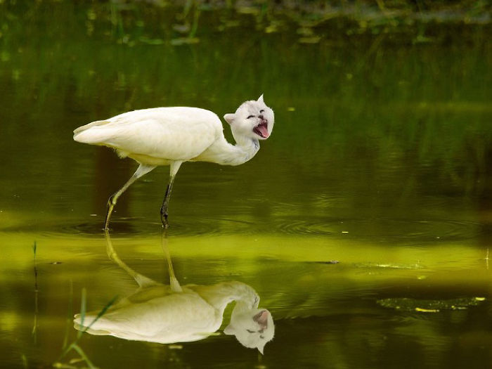 68 Unusual Cat And Bird Hybrids Bred In Photoshop (Add Yours) 68 Unusual Cat And Bird Hybrids Bred In Photoshop (Add Yours)