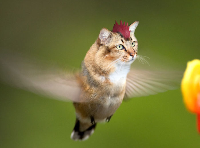 68 Unusual Cat And Bird Hybrids Bred In Photoshop (Add Yours) 68 Unusual Cat And Bird Hybrids Bred In Photoshop (Add Yours)