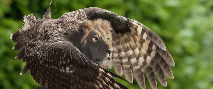 68 Unusual Cat And Bird Hybrids Bred In Photoshop (Add Yours) 68 Unusual Cat And Bird Hybrids Bred In Photoshop (Add Yours)