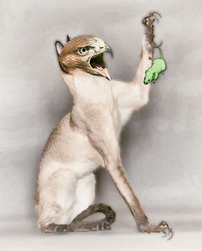 68 Unusual Cat And Bird Hybrids Bred In Photoshop (Add Yours) 68 Unusual Cat And Bird Hybrids Bred In Photoshop (Add Yours)