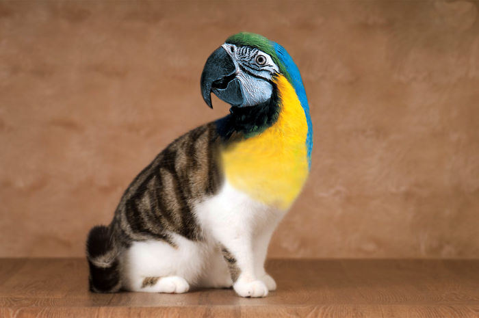 68 Unusual Cat And Bird Hybrids Bred In Photoshop (Add Yours) 68 Unusual Cat And Bird Hybrids Bred In Photoshop (Add Yours)