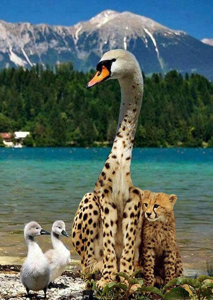 68 Unusual Cat And Bird Hybrids Bred In Photoshop (Add Yours) 68 Unusual Cat And Bird Hybrids Bred In Photoshop (Add Yours)