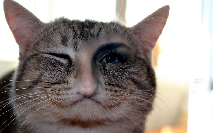 68 Unusual Cat And Bird Hybrids Bred In Photoshop (Add Yours) 68 Unusual Cat And Bird Hybrids Bred In Photoshop (Add Yours)