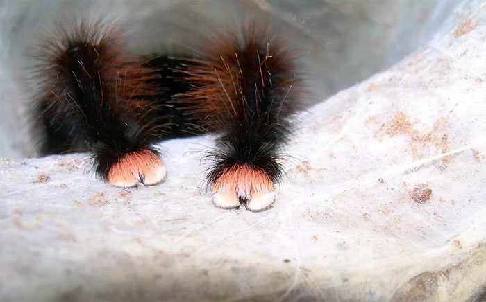 Turns Out, Spiders Have Tiny Paws, And It May Change The Way You Look At Them Turns Out, Spiders Have Tiny Paws, And It May Change The Way You Look At Them
