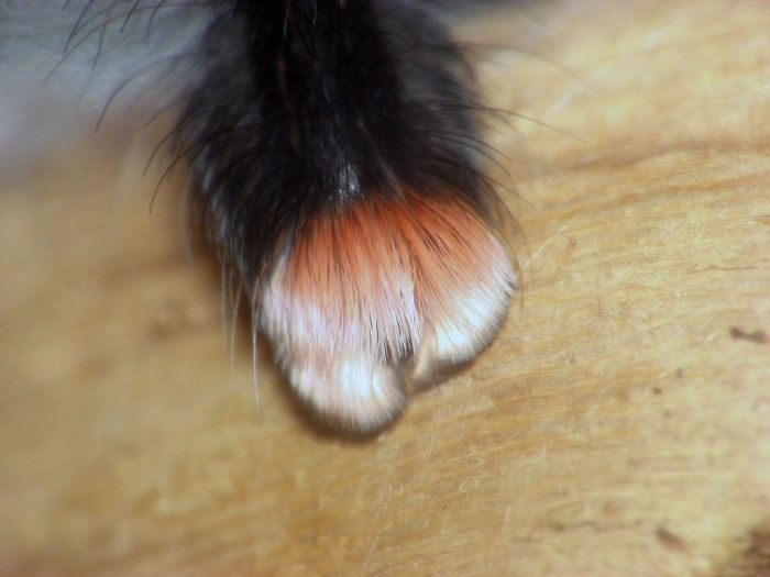 Turns Out, Spiders Have Tiny Paws, And It May Change The Way You Look At Them Turns Out, Spiders Have Tiny Paws, And It May Change The Way You Look At Them