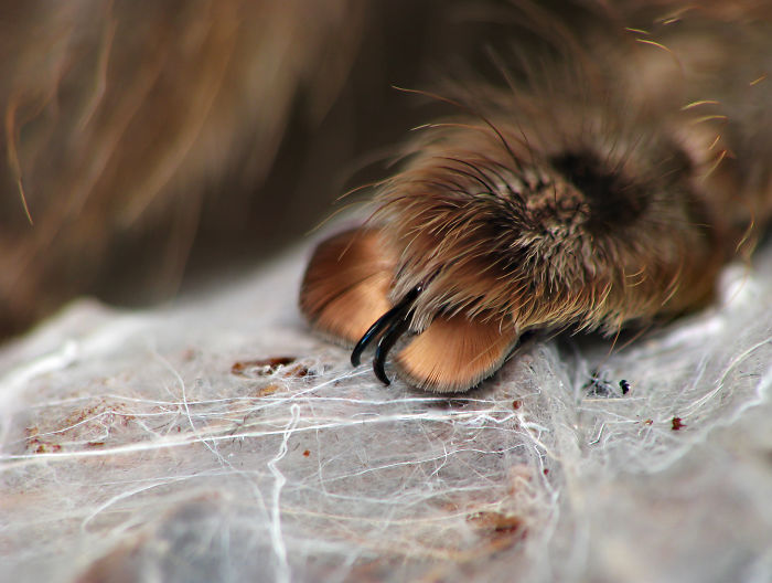 Turns Out, Spiders Have Tiny Paws, And It May Change The Way You Look At Them Turns Out, Spiders Have Tiny Paws, And It May Change The Way You Look At Them