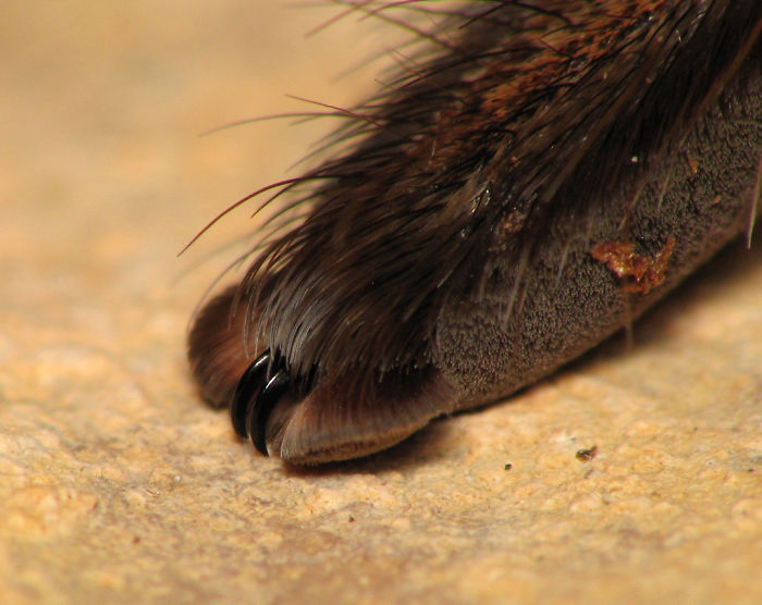 Turns Out, Spiders Have Tiny Paws, And It May Change The Way You Look At Them Turns Out, Spiders Have Tiny Paws, And It May Change The Way You Look At Them