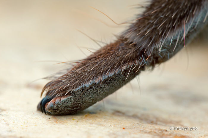 Turns Out, Spiders Have Tiny Paws, And It May Change The Way You Look At Them Turns Out, Spiders Have Tiny Paws, And It May Change The Way You Look At Them