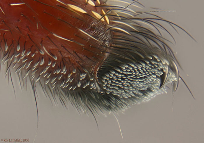 Turns Out, Spiders Have Tiny Paws, And It May Change The Way You Look At Them Turns Out, Spiders Have Tiny Paws, And It May Change The Way You Look At Them
