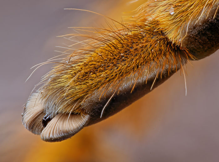 Turns Out, Spiders Have Tiny Paws, And It May Change The Way You Look At Them Turns Out, Spiders Have Tiny Paws, And It May Change The Way You Look At Them