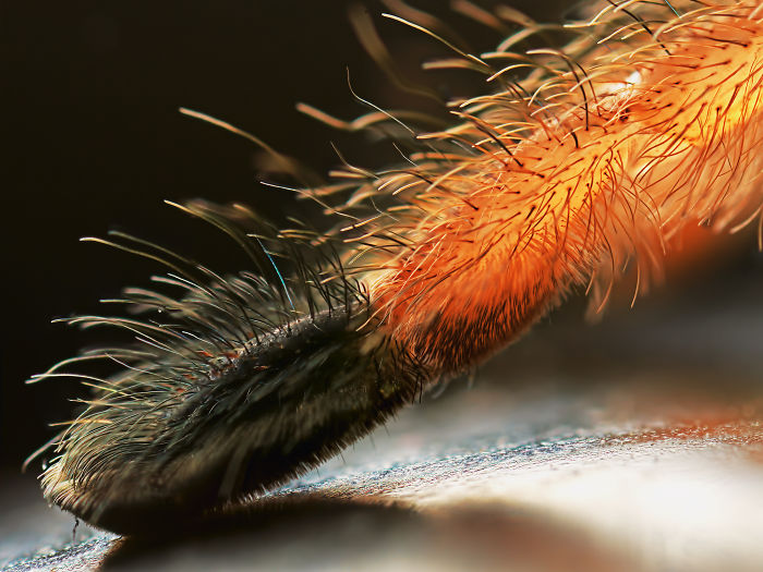 Turns Out, Spiders Have Tiny Paws, And It May Change The Way You Look At Them Turns Out, Spiders Have Tiny Paws, And It May Change The Way You Look At Them