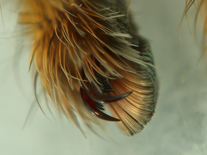 Turns Out, Spiders Have Tiny Paws, And It May Change The Way You Look At Them Turns Out, Spiders Have Tiny Paws, And It May Change The Way You Look At Them