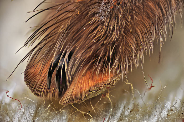 Turns Out, Spiders Have Tiny Paws, And It May Change The Way You Look At Them Turns Out, Spiders Have Tiny Paws, And It May Change The Way You Look At Them