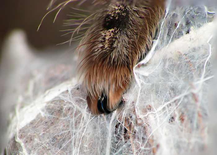 Turns Out, Spiders Have Tiny Paws, And It May Change The Way You Look At Them Turns Out, Spiders Have Tiny Paws, And It May Change The Way You Look At Them